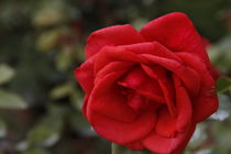 Rose von Robert Barion