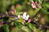 Apfelblüte, apple blossom von Sabine Radtke