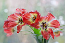 Tulpen vor dem Fenster von lisa-glueck