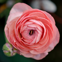rosa Erblühen von lisa-glueck