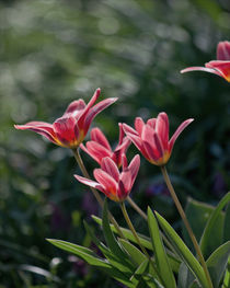 Tulpen im Wind von lisa-glueck