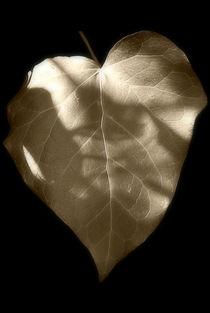 Ivy Heart by CHRISTINE LAKE