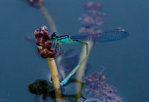 Dragonfly on hydrophyte blossom by Thomas Matzl