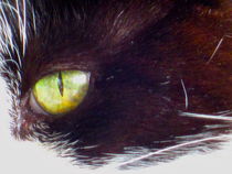 Cat's Eye by Sabine Cox