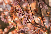 Wild Plum Flower in Spring  by Tanja Riedel