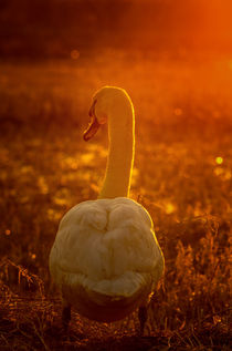 Impression of gold, swan in Nature von Tanja Riedel