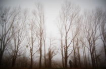 Bäume im Morgennebel  by Anke Franikowski