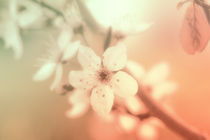 Zartes Pastell Blüten Makro von Tanja Riedel