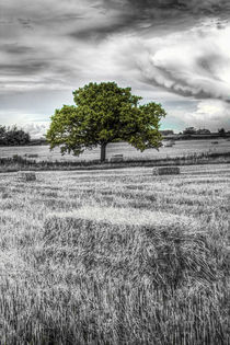 The solitary farm tree von David Pyatt
