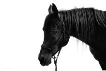 Arabian by artfulhorses-sabinepeters