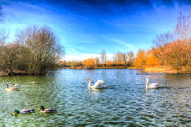 The Peaceful Swan Lake by David Pyatt