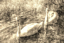 Vintage Swans von David Pyatt