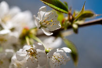 Kirschblüte im April by Premdharma S. Gartlgruber
