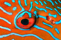Fish eye by Norbert Probst
