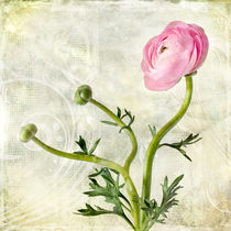 Pink buttercup by Barbara Corvino