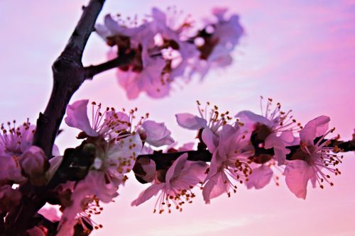 Blossoms-at-sunset