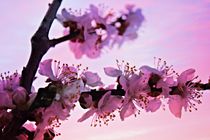 Blossoms at Sunset by Clare Bevan