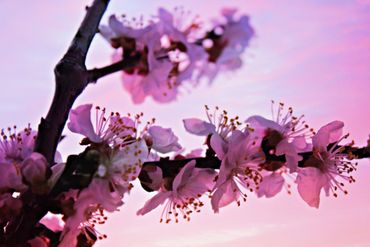 Blossoms-at-sunset