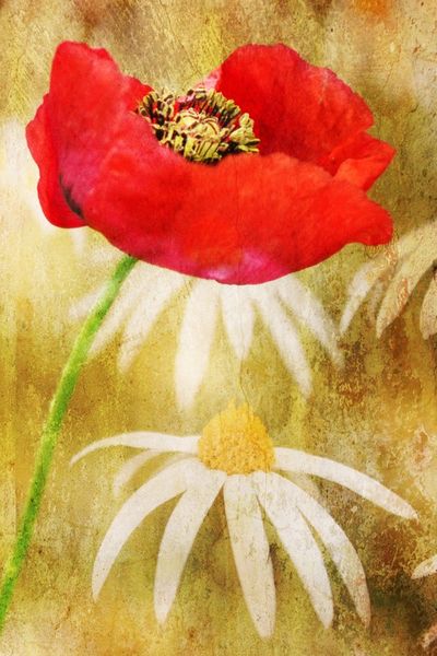 Poppies-and-daises