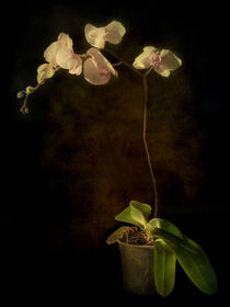 Orchid by Barbara Corvino
