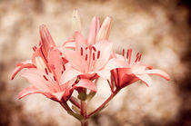 Flowering Lilium sepia Lily by Arletta Cwalina