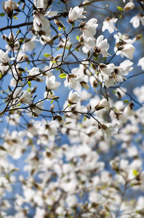 White Magnolia spring bloom von Arletta Cwalina