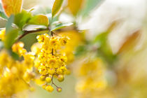Berberis yellow flowering shrub von Arletta Cwalina