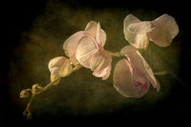 Orchid von Barbara Corvino