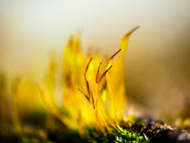 The moss by brava64