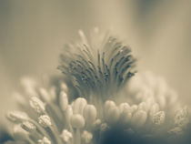 Pasqueflower in white by brava64
