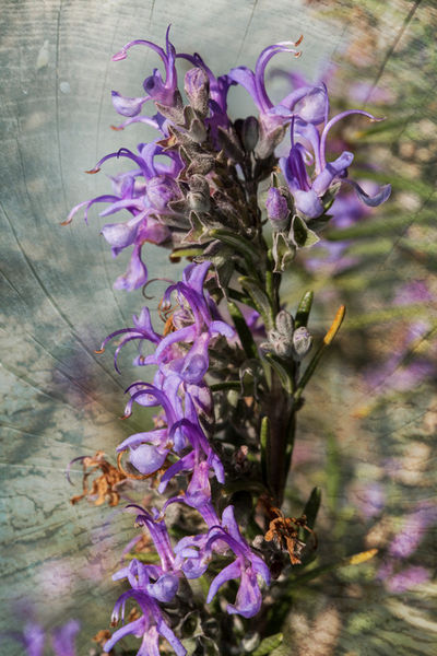 Rosemary-flowers