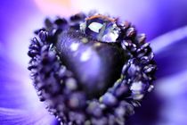 Violette Nature von malin