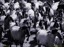 Dülmener Pferde Herde by Sandra  Vollmann