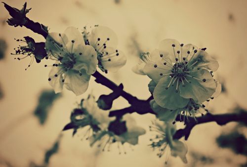 Blossoms-at-dusk