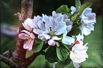 Apfelblüten 1 B von leddermann