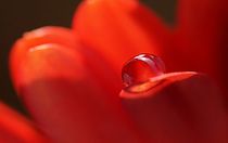 Blütenperle Rot by dirk driesen