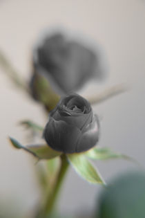 A black rose for your sweetheart... von Peter-André Sobota