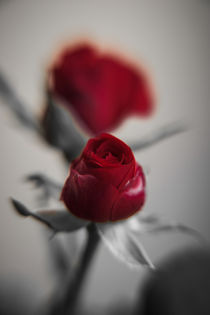 A Red Rose for your Sweetheart... by Peter-André Sobota