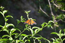 Monarch Butterfly von Malcolm Snook