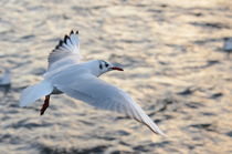 Little Gull by Malcolm Snook