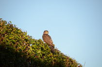 Sparrowhawk by Malcolm Snook