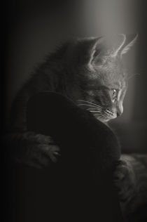 The Mystery of a Cat's Thoughts by loriental-photography