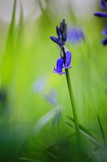 English woodland bluebell by Jeremy Sage