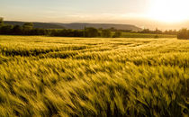 Cereal field in a sunny,windy day von Arpad Radoczy