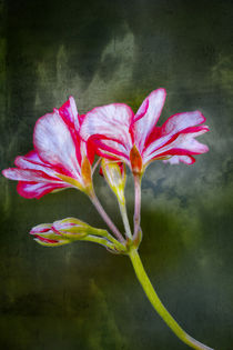 Geranium flower detail by Arpad Radoczy