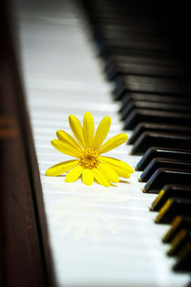 Piano with a yellow flower by Arpad Radoczy