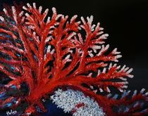 Red corals by Helen Bellart