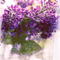 Lilac-c-sybillesterk