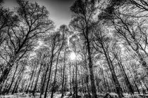 The Monochrome Forest von David Pyatt