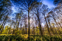 Late Afternoon Forest by David Pyatt